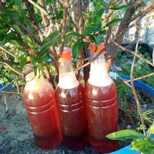 সুন্দরবনের প্রাকৃতিক চাকের মধু